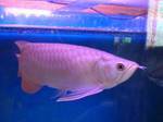 Asian Red and Super Red Arowanas for sale - Albury - Fish for sale