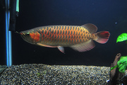 Buy Quality Arowana Fishes of Different Types and Sizes at Affordable 