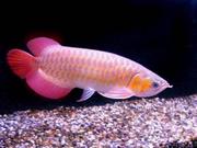 lovely super red asian arownas for sale(capesantinos@yahoo.com)