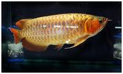 Golden arowana fish for sale