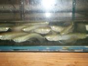 live arowana fish for sale