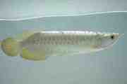 water fish arowana