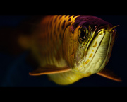 RED AROWANA FISH AND GOLDEN AVAILABLE NOW 