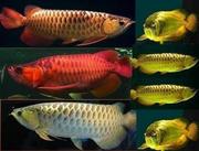 Best Quality Arowana Fishes For Supply