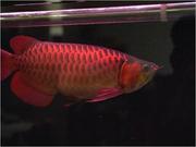 Super RED AROWANA FISH FOR SALE ​