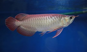 Silver ,  chilli red ,  xback and golden asian arowanas available