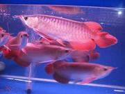 Healthy Asian Red, Super Red, Chili Red, RTG arowanas and others for Sale