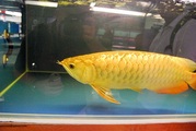    Arowana for sale at affordable prices