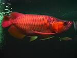 TOP QUALITY SUPER RED AROWANA FISH AND OTHERS