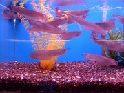 Super Beautiful Arowana Fishes And Many Others For Sale At Good Prices