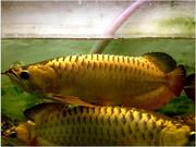 Black Diamond Stingray Fishes / Red and Golden Arowana Fish For  sale