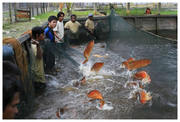 Quality Asian Arowana Fishes Now On Sale