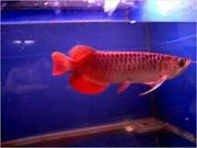 Top quality Grade A Asian Arowana fishes from genuine breeders 