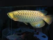 Best Quality Arowana Fishes For Sale at good prices.