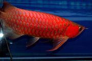Grade A Quality Super Red Arowana Fish and Many others For Sale.