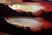  Premium Quality Super Red Arowana Fish and Many others For Sale.