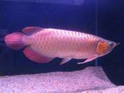 Red Arowana Fish Availabe