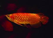Healthy Red Arowana Fish for sale